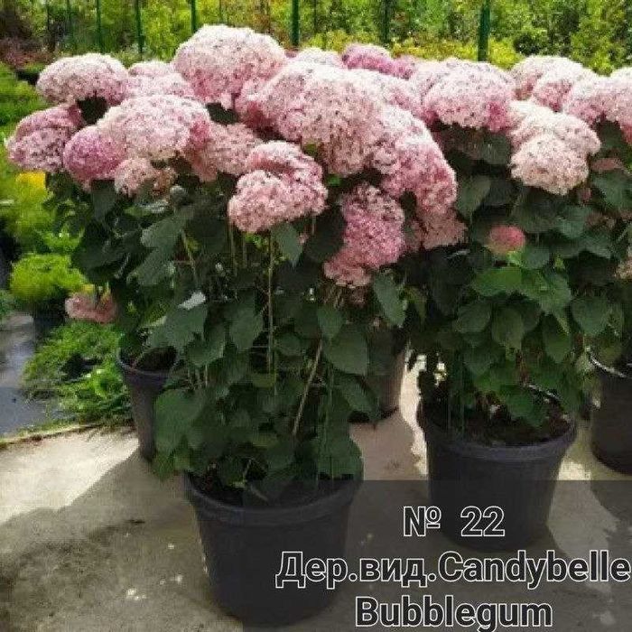 Гортензії Древовидні, Крупнолисні, Мітловидні