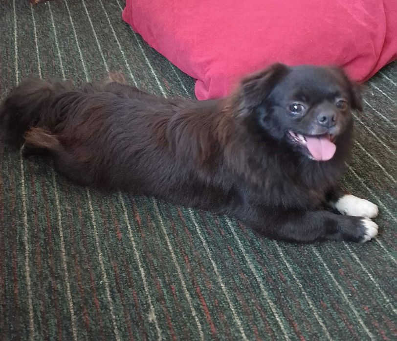 Чихуахуа, стандарт, довгошерстний