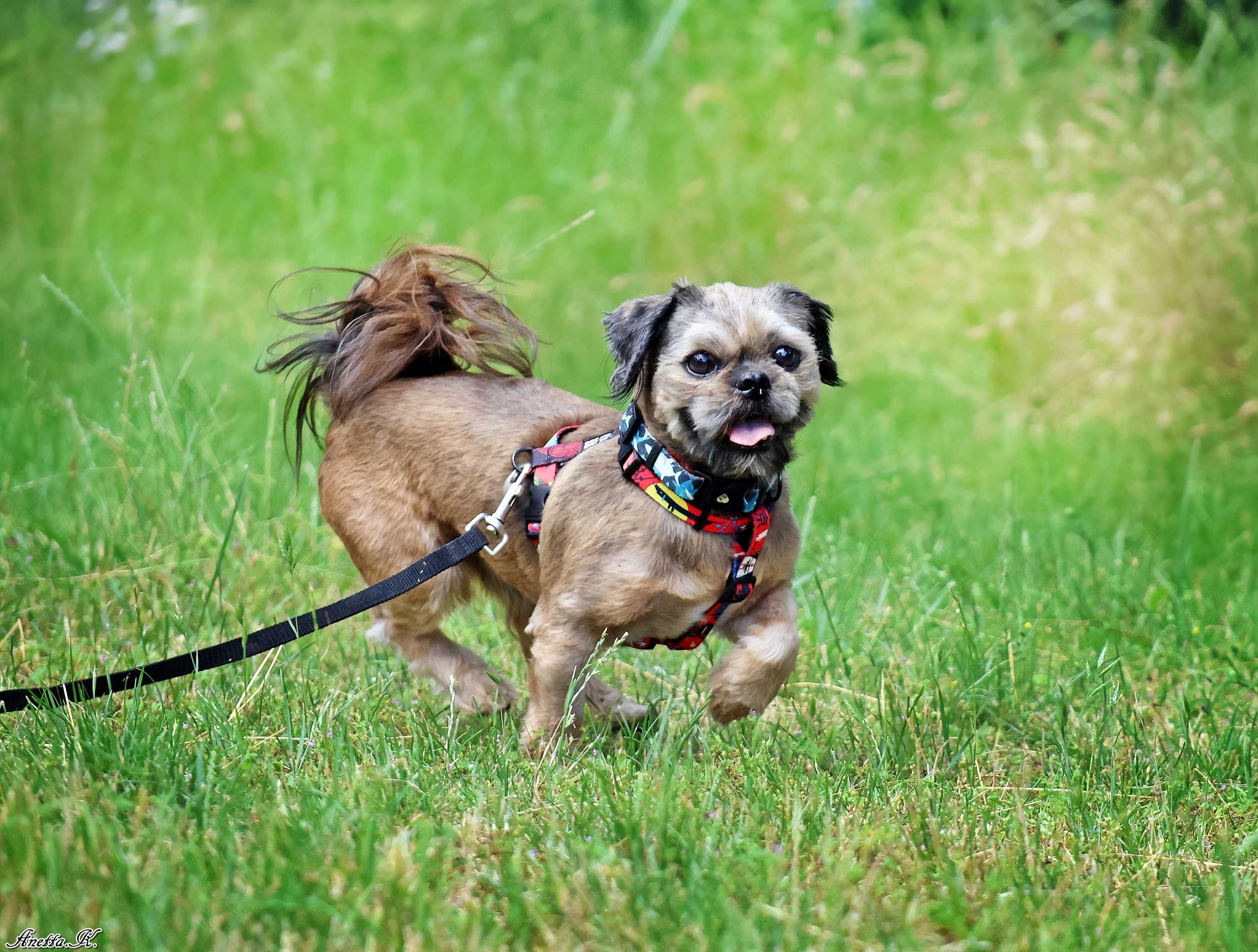 Młody pies shih tzu