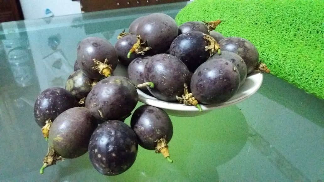 Árvores de Maracujá e Fruto