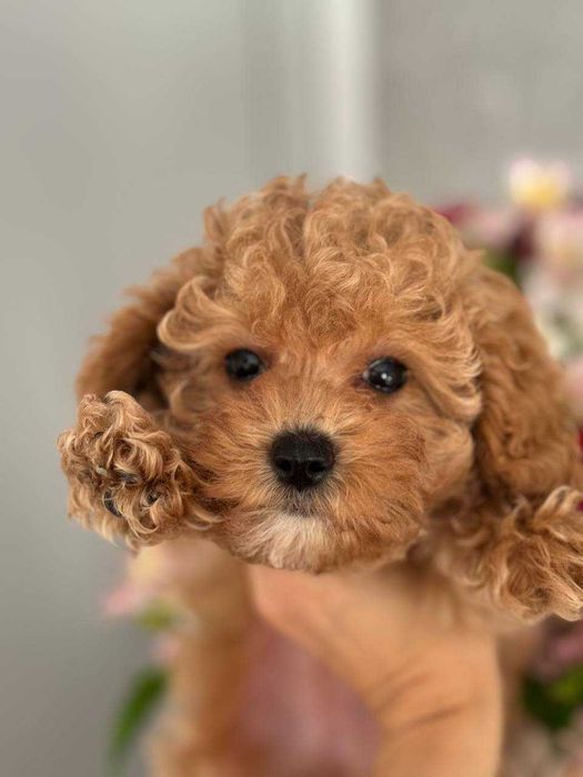 Poodle Caniche Toy fêmea, abricot, já pronta para nova família