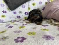 Yorkshire terrier machinho