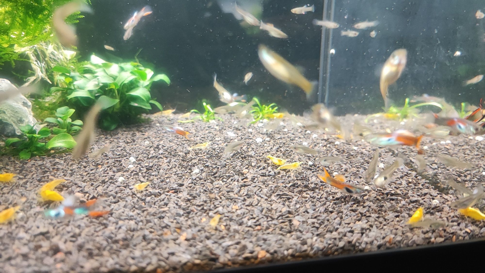 Guppy endler (black bar)