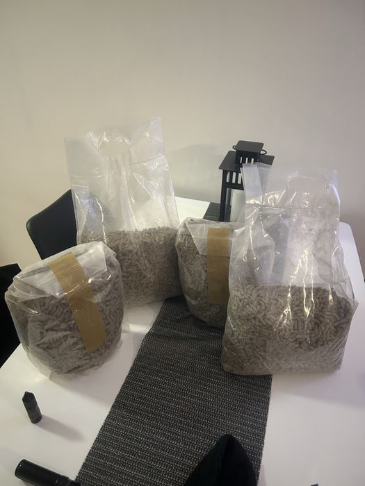 2 świnki morskie rozetki, klatka, transporter,akcesoria i zapas karmy!