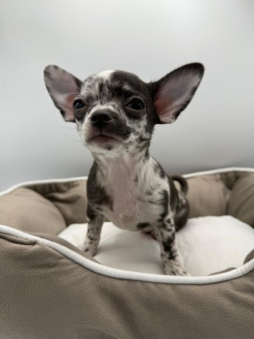 Piesek Chihuahua krótkowłosy Black Merle.