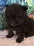Szpic miniaturowy / pomeranian