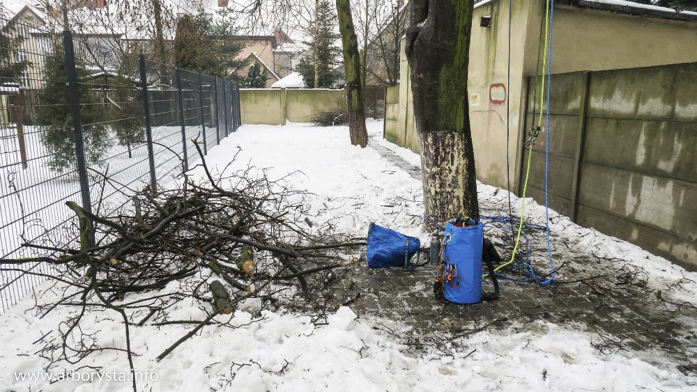Arborysta Pielęgnacja i Wycinka Drzew