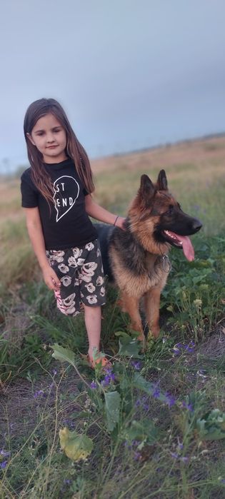 НА ОХОРОНУ!Довгошерстий крупний шикарний німець