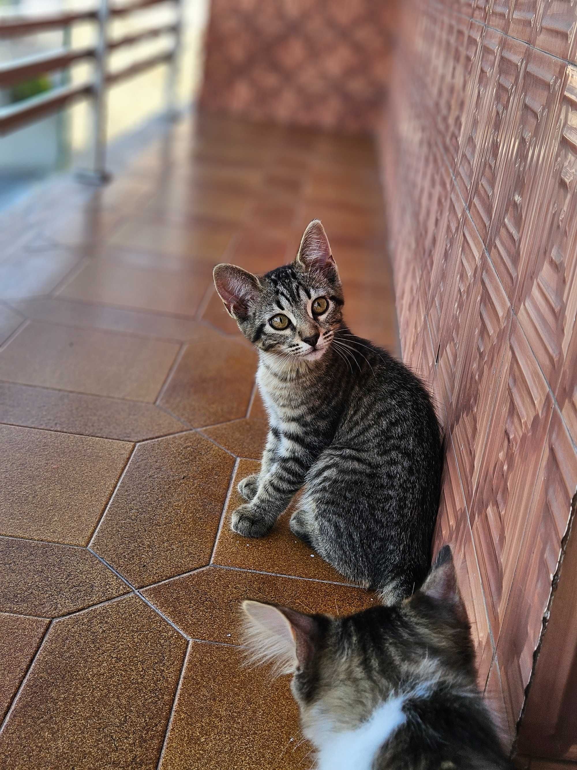 Gatinhos amorosos para adoção