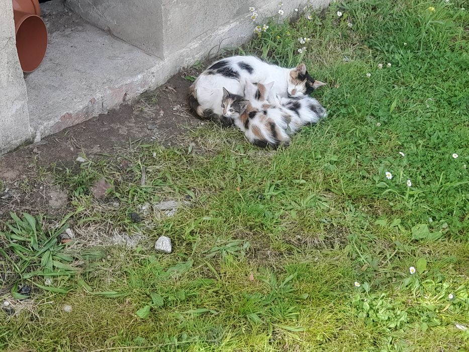 Oddam kotki w dobre ręce