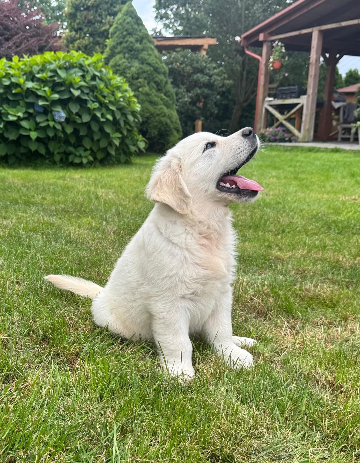 Golden Retriever FCI