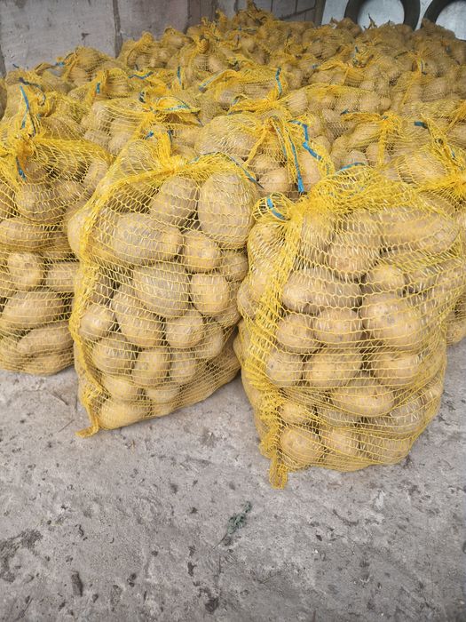 Sprzedam ziemniaki Soraya