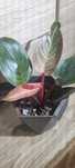 Philodendron pink birkin