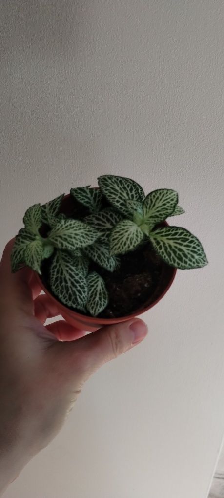 Fittonia zielono biała