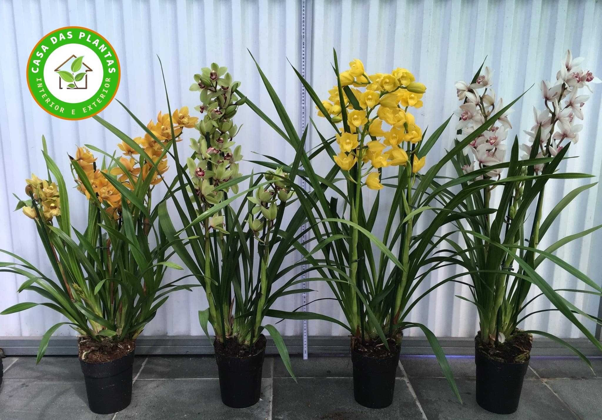 Orquídeas de exterior Cymbidium várias cores