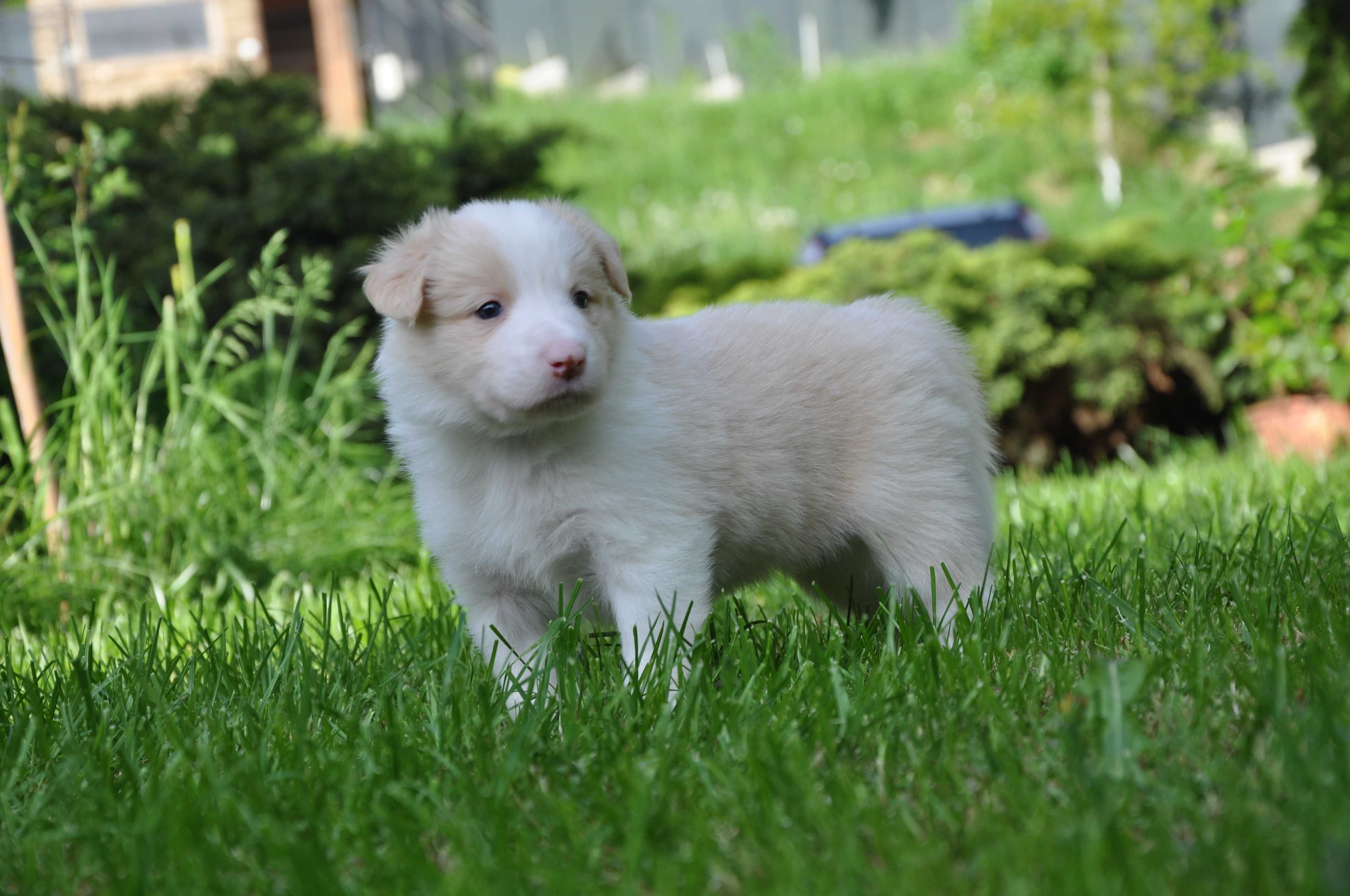 Piesek Border Collie ZKwP FCI umaszczenie ee-red