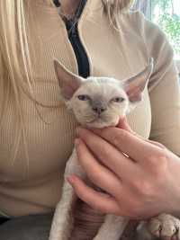 Devon rex kocurek