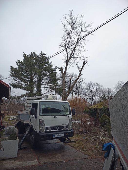 Wycinka i podcinka drzew, wynajem podnośnika z operatorem