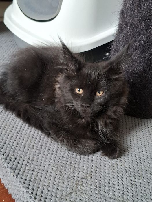 Sprzedam wyjątkowo piękną kotkę Maine Coon