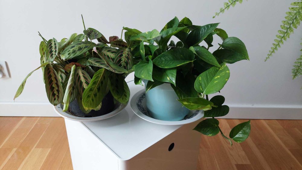 DUET Maranta i Epipremnum