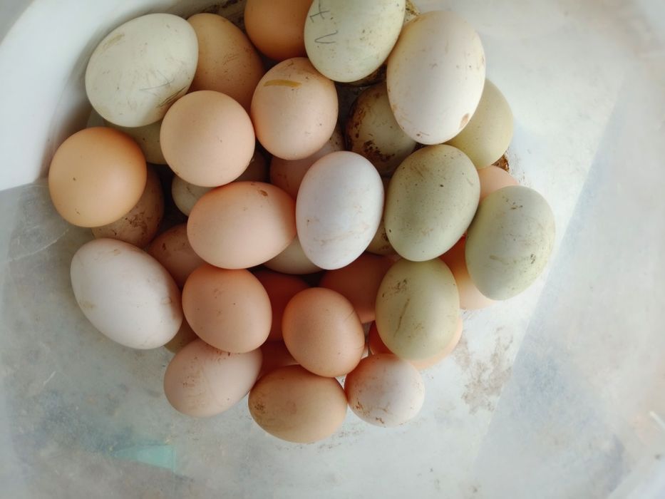 Vendo ovos caseiros