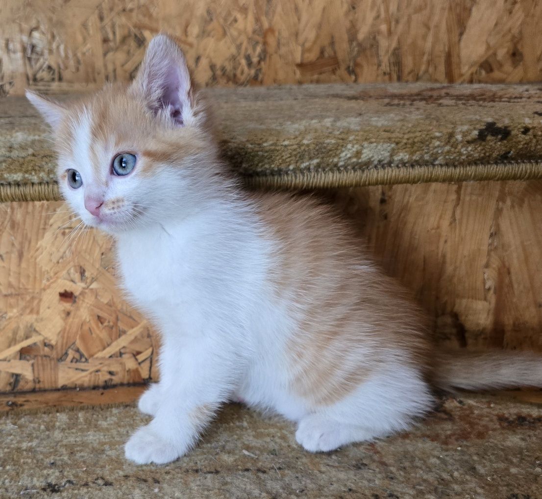 Mały kotek do odbioru kocurek   Maine coon Brytyjski