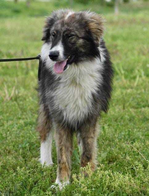 RITTA 1 rok lubi dzieci , piękny pies. Uratowana w Bułgarii