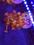 Goniopora Ember Blossom WYSIWYG #33 akwarystyka morska koralowce