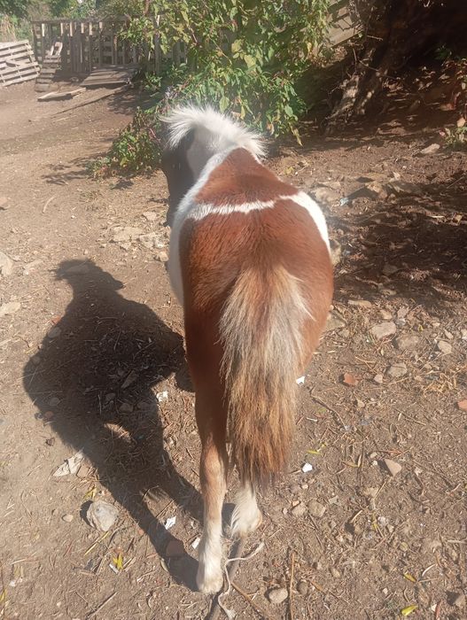 Vendo pônei macho