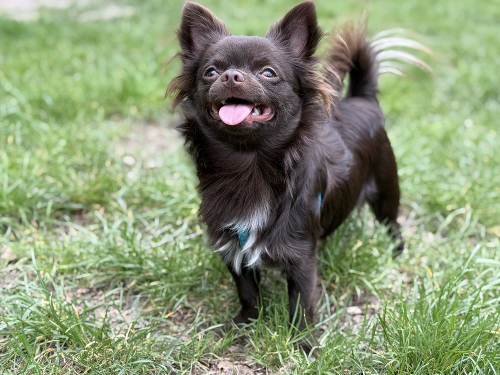 Chihuahua samiec roczny