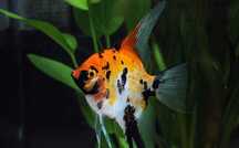 sprzedam mlode red divil koi  mlode od 3 do 6 cm