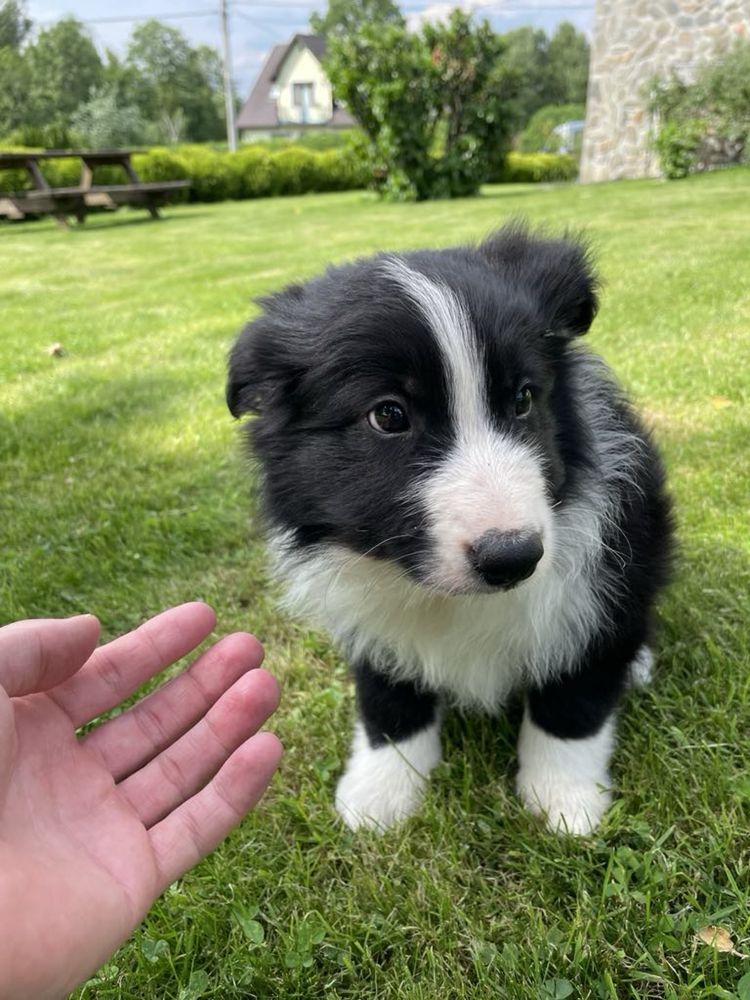 Border Collie - szczeniak