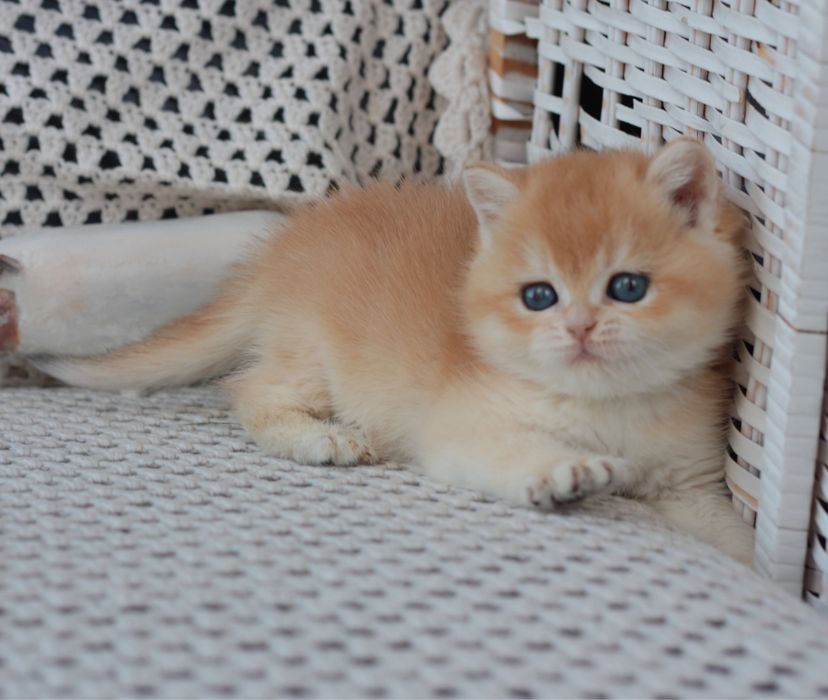 Кішечка кошеня британська золота шиншила NY12 AY12 котенок