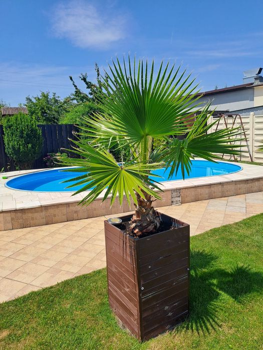 Palma Washingtonia Robusta – Waszyngtonia 200 cm+ - 5 sztuk