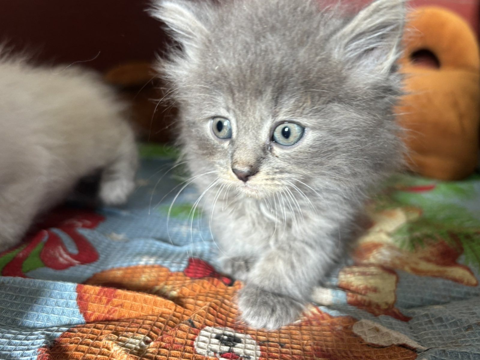 Віддам в добрі руки кошенят