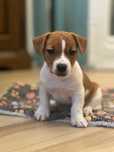 piesek Jack Russell terrier gładkowłosy ZKWP/FCI