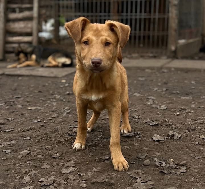 Ярик отдам в семью