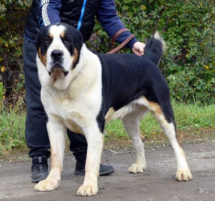 Высокопородные щенки САО от двух отличных племенных пар