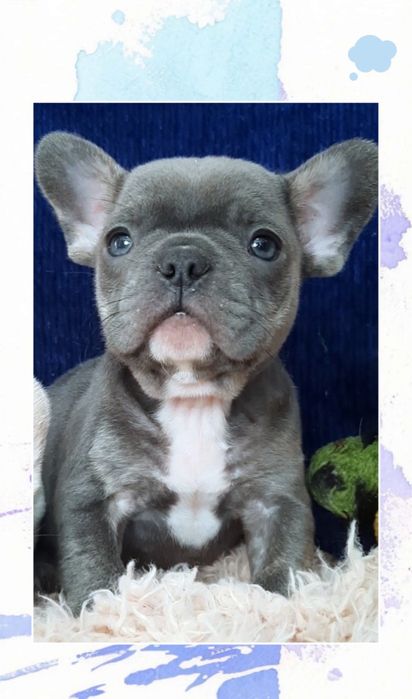 Блакитний колір міні хлопчик