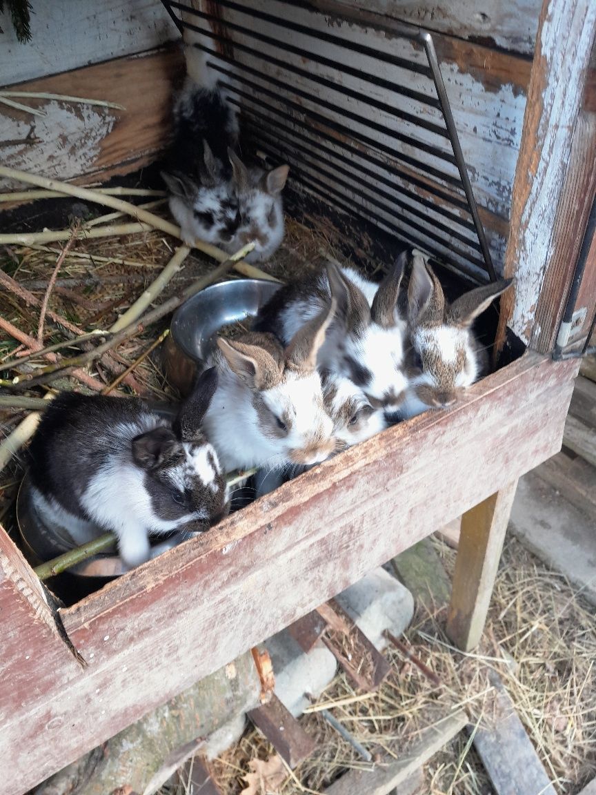 Króliki młode średniej rasy