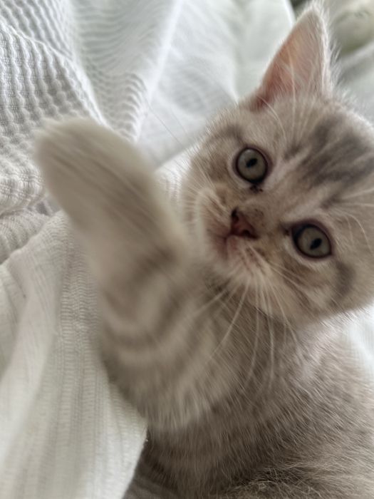 Хлопчик Шотландське прямовухе кошеня