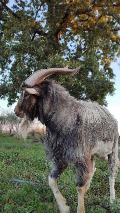 *sprzedam kozły*