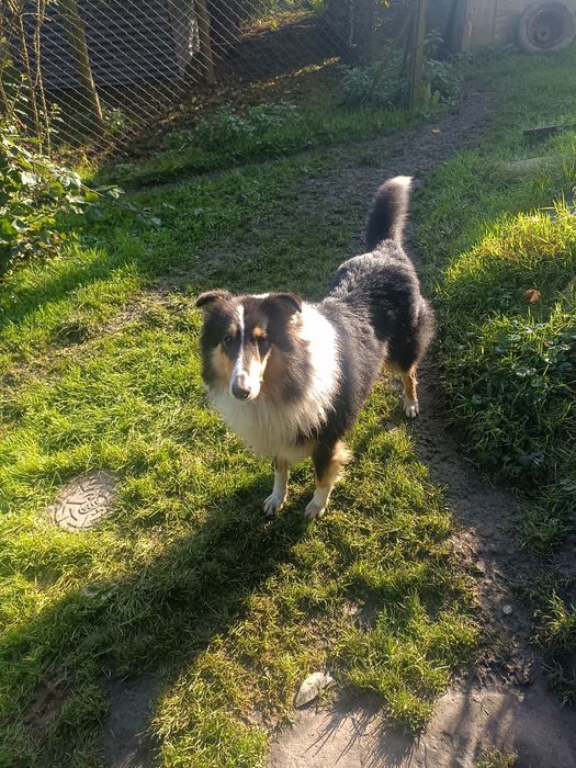 Oddam młodego psa rasy owczarek szkocki