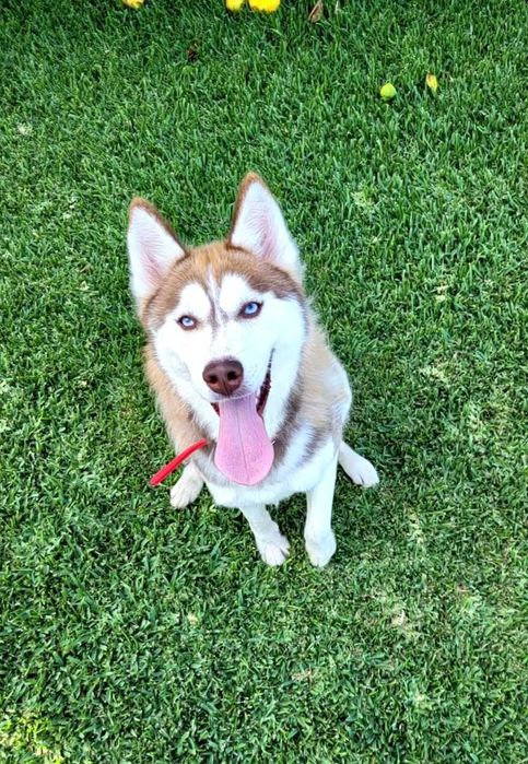 Husky Siberiano Macho