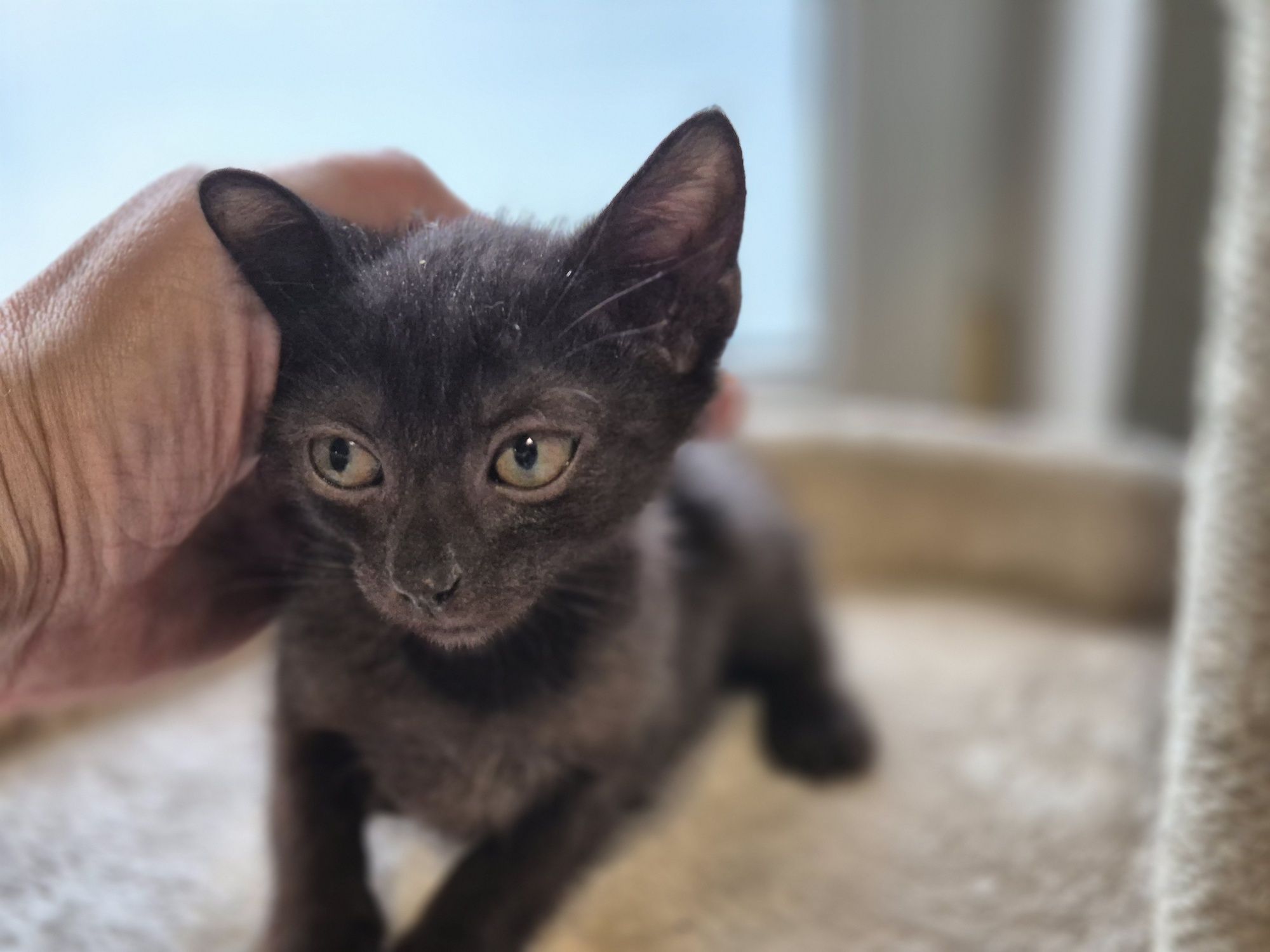 Apsik, Gburek i Nieśmialek-trzy magiczne maluszki do adopcji.