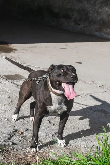 Adoção Responsável - Cão