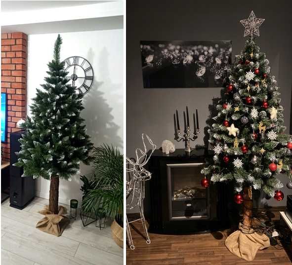 Choinka Sosny Diamentowe na pniu 180 i 220 cm KLASA PREMIUM (GĘSTE)