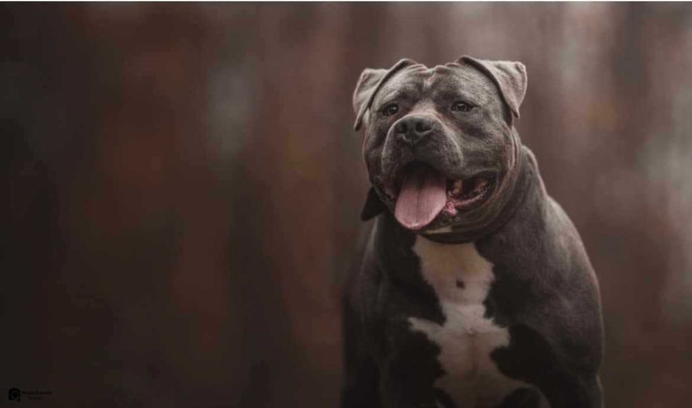 Pako, ttb po przejściach, szuka odpowiedzialnego domu!