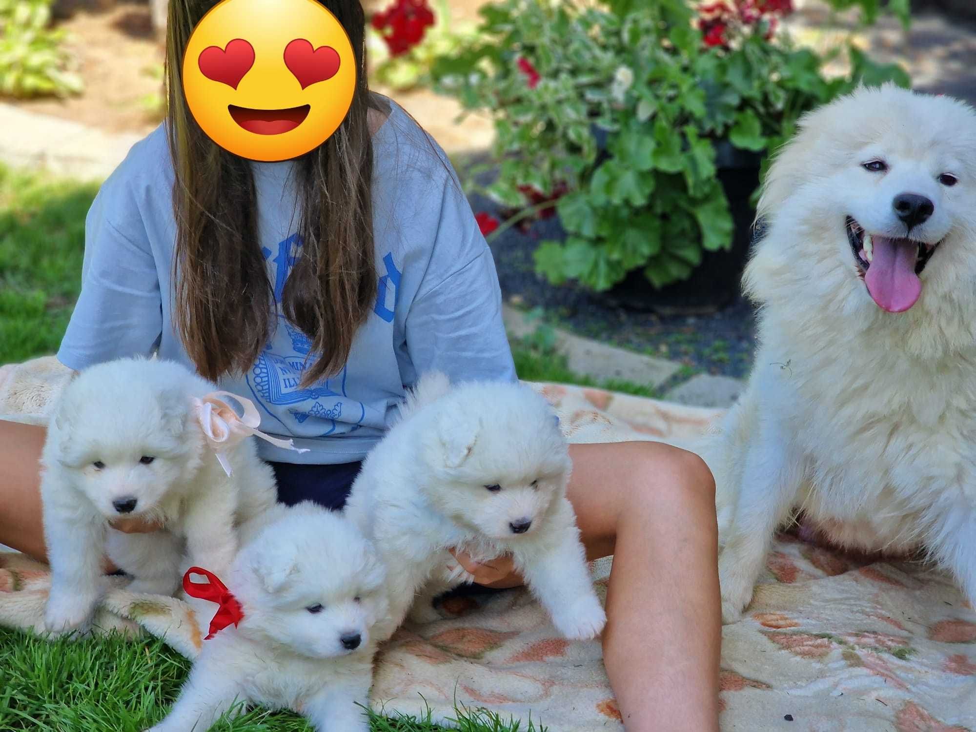 Samoyed Piękny Szczeniak do odbioru :)