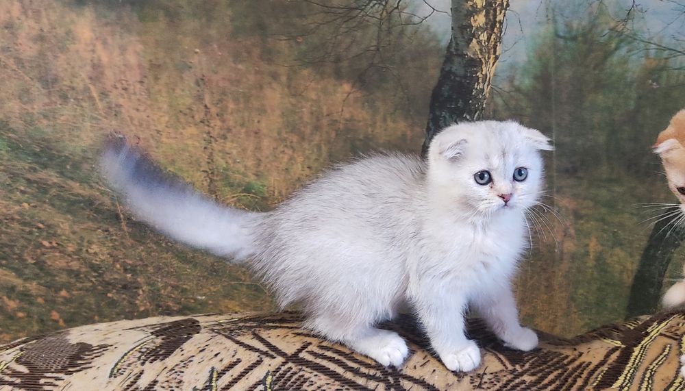 Шотландські плюшеві кошенята